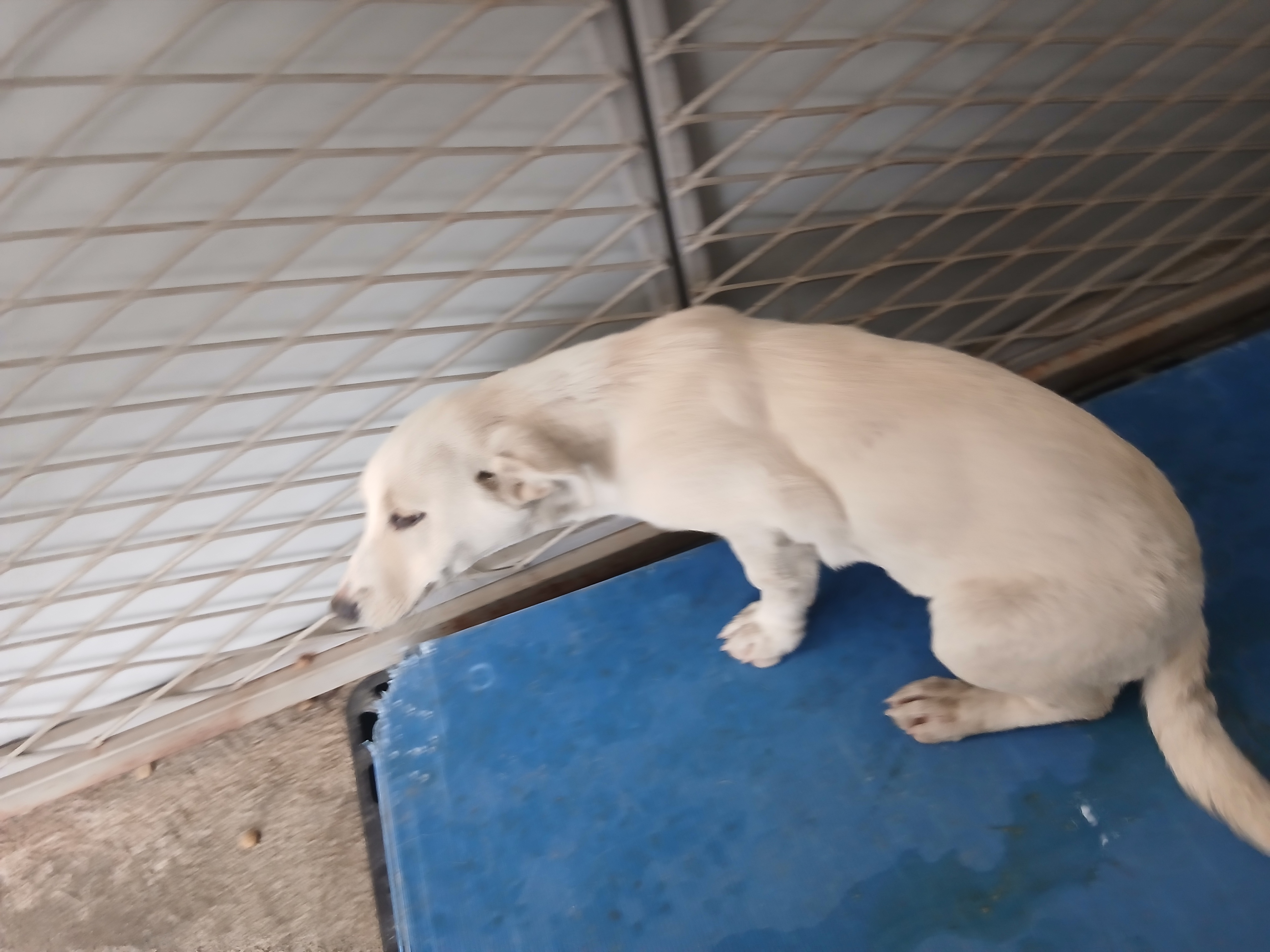 Labrador