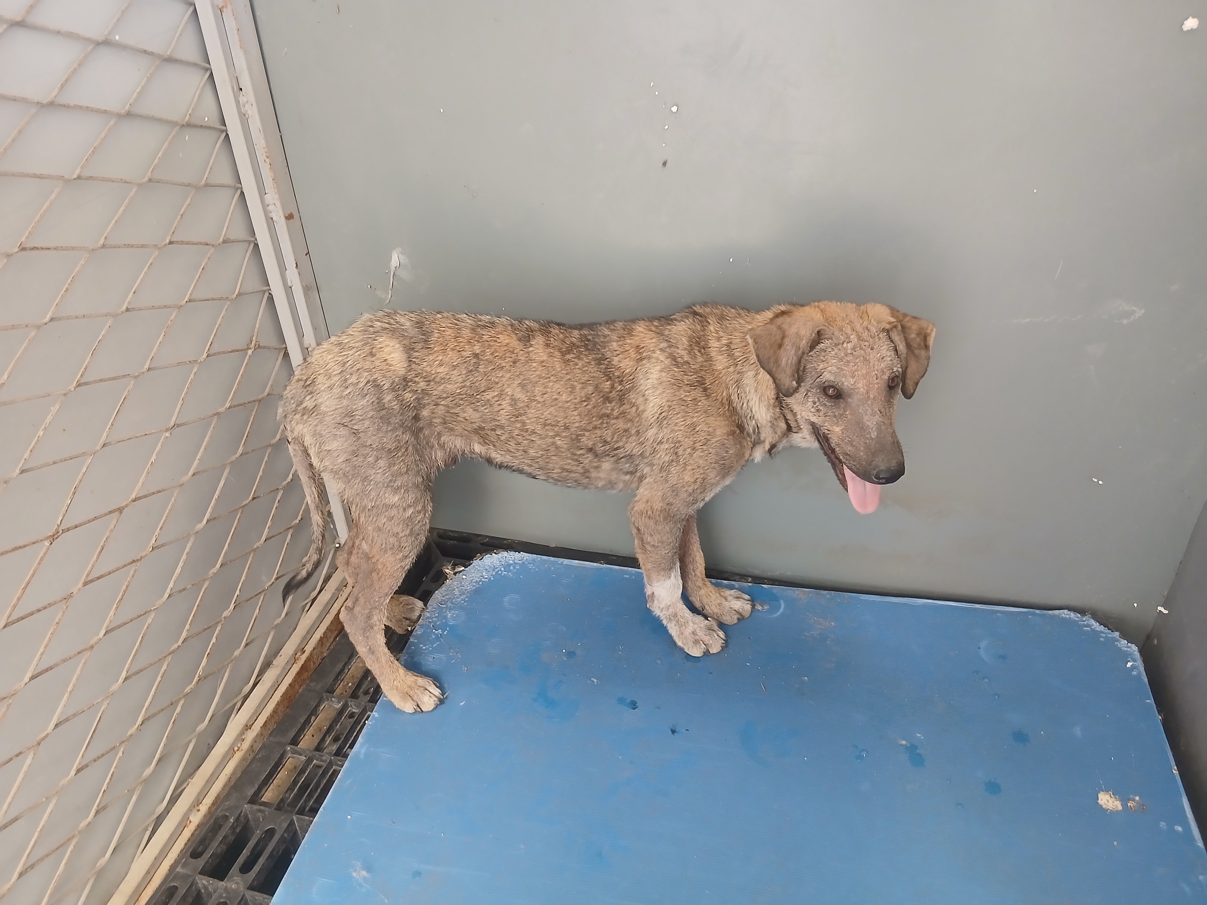 Labrador