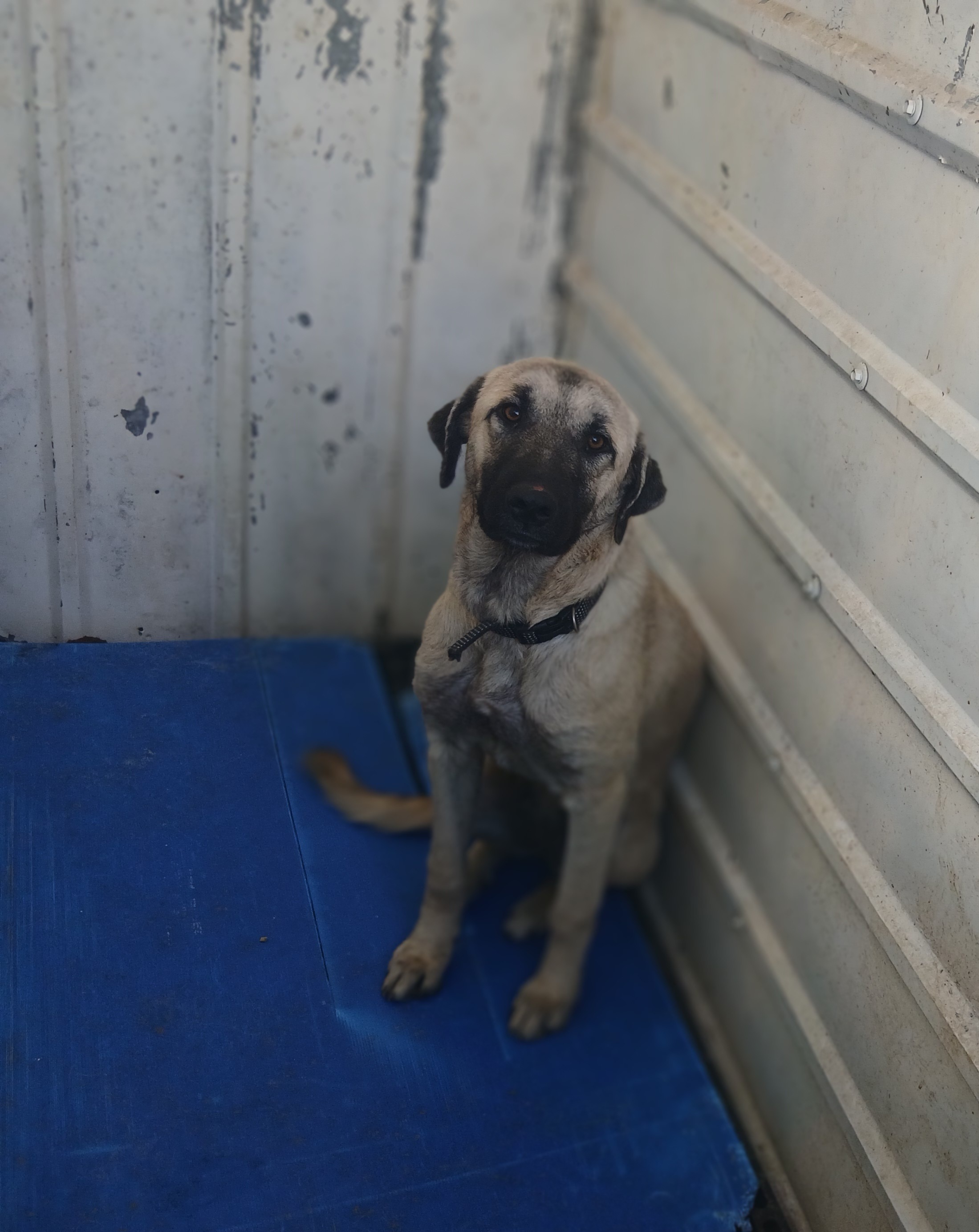 Labrador